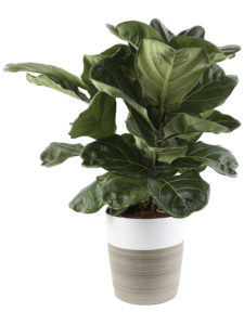 Green plants for your home.
