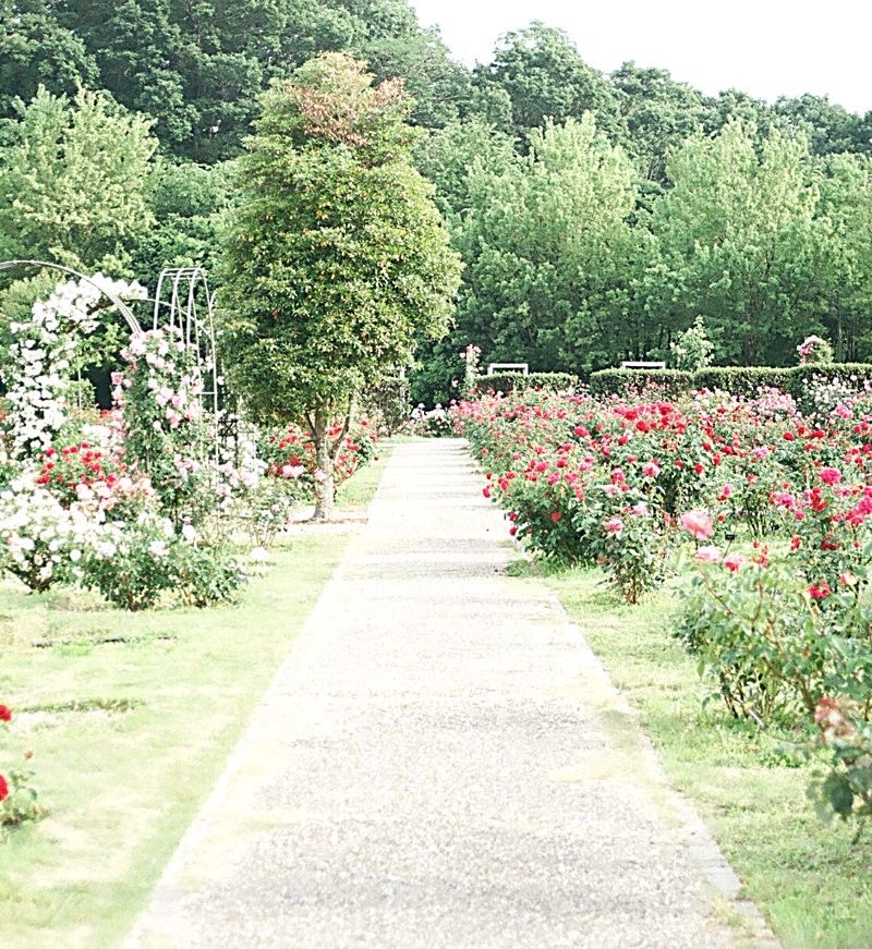 Fun self-care activities for adults at flower garden.