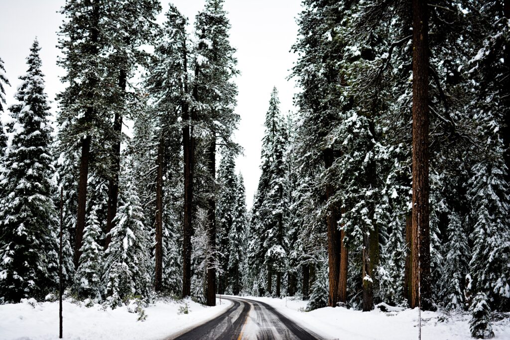 Winter snow and trees. Self care ideas.